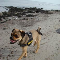 Blanding af racer Budtha