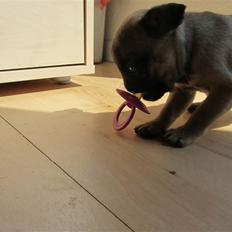 Mops Ziggy<3