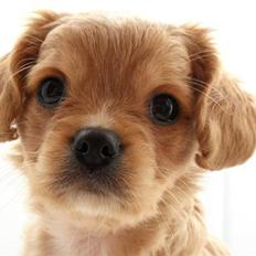 Blanding af racer ??