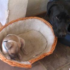 Dansk svensk gaardhund Hugo