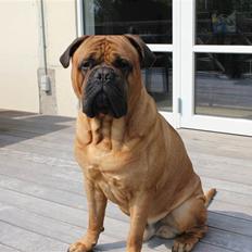 Bullmastiff Simba