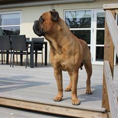 Bullmastiff Simba