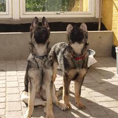 Schæferhund Hedegård's Qinky