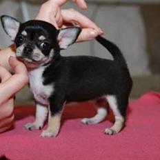 Chihuahua Pini (your beautifull) R.I.P ! :(