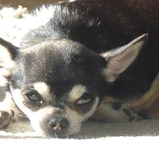 Chihuahua Pini (your beautifull) R.I.P ! :(