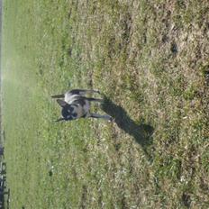 Chihuahua Pini (your beautifull) R.I.P ! :(