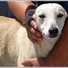 Galgo español Spencer