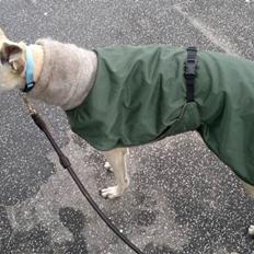 Galgo español Spencer