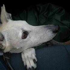 Galgo español Spencer