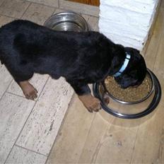 Rottweiler Aslan