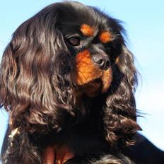 Cavalier king charles spaniel Jade