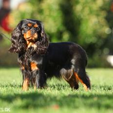 Cavalier king charles spaniel Jade