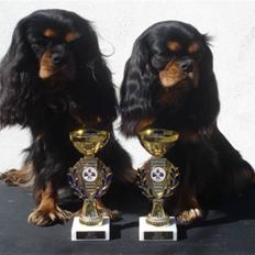 Cavalier king charles spaniel Jade