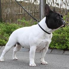 Fransk bulldog Leibøll's Copy Cath