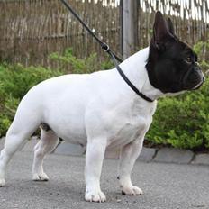 Fransk bulldog Leibøll's Copy Cath