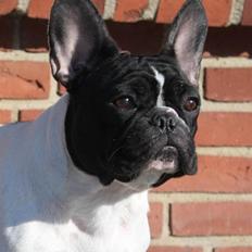 Fransk bulldog Leibøll's Copy Cath