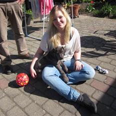 Grand danois *Cæsar*