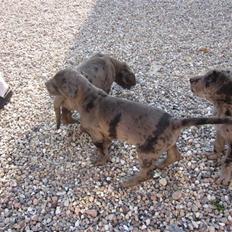 Grand danois *Cæsar*