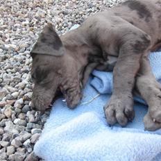 Grand danois *Cæsar*