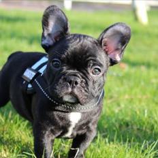 Fransk bulldog Tayson