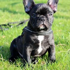 Fransk bulldog Tayson