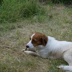Kooikerhondje Mille