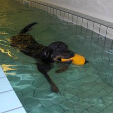 Rottweiler BHP Rotts Anina (Freja)