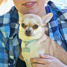 Chihuahua Bailey - Skippergårdens Fister