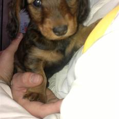 Dværggravhund Nanna