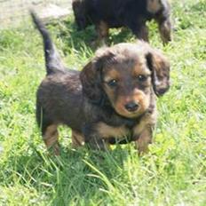 Dværggravhund Nanna