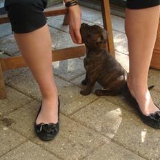 Staffordshire bull terrier Belila's Buddy