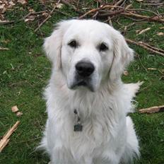 Golden retriever woodstar yvan (Samson)