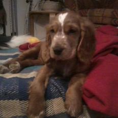 Cocker spaniel Bianca