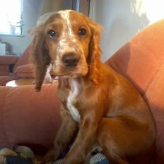 Cocker spaniel Bianca