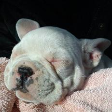 Fransk bulldog Goliath