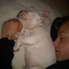 Fransk bulldog Goliath