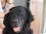 Curly coated retriever Tess - Velkommen til skønne Tess profil:D