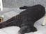 Curly coated retriever Tess - Hun targer sig lige en morfar xD