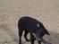 Curly coated retriever Tess - Hihi Tess leger med en pindxD