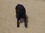 Curly coated retriever Tess