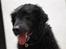 Curly coated retriever Tess - Smukke:D