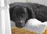 Curly coated retriever Tess - Nååår er du træt :´) <3