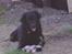 Curly coated retriever Tess - :´)