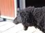Curly coated retriever Tess - GAAB:D