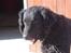 Curly coated retriever Tess - Smukke!!:D