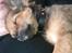 Chihuahua Gizmo - Lykken er; middagslur på ´mors´ brystkasse