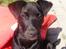 Blanding af racer Labrador/Samojede; Gia - 20/4-2011