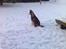 Siberian husky Snow Husky Ziemabor Aslan - Den helt rette temperatur til at slappe af i haven...