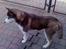 Siberian husky Snow Husky Ziemabor Aslan
