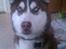 Siberian husky Snow Husky Ziemabor Aslan